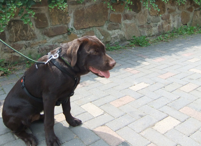 Labrador Hunghund