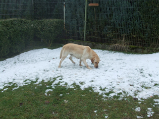 Olina Labrador Hündin